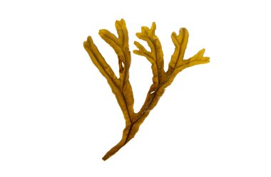 Seaweed branch with midrib and air filled swellings. Fucus ceranoides brown algae isolated on white background. clipart