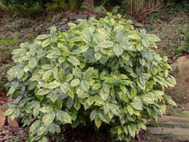 Spotted laurel shrub. Japanese laurel or Japanese aucuba variegated cultivar. Aucuba japonica or gold dust plant in the garden. clipart