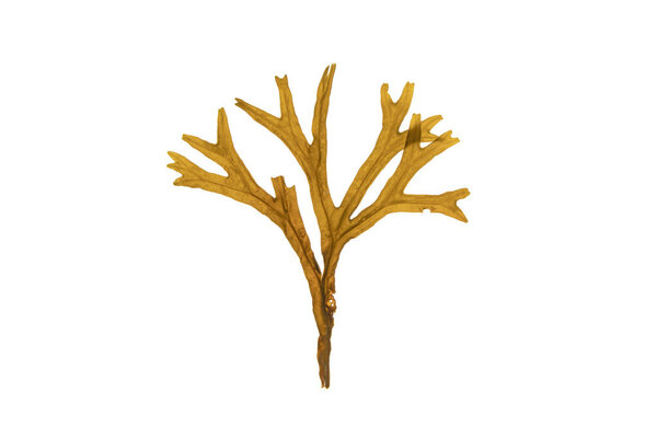 Branchy seaweed with midrib and air filled swellings. Fucus ceranoides brown algae isolated on white background.
