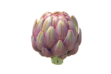 Küresel enginar yenilebilir tomurcuğu, şeffaf png 'yi izole etti. Fransız enginarı ya da yeşil enginar tarımsal tesisi. Cynara cardunculus var. Asteraceae ailesinde scolymus.