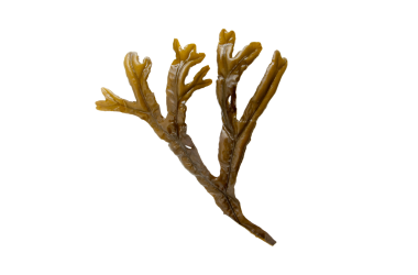 Fucus ceranoides kahverengi yosunları saydam png izole edildi. Göbeği ve hava dolu yosun dalıyla dolu şişkinlikler.