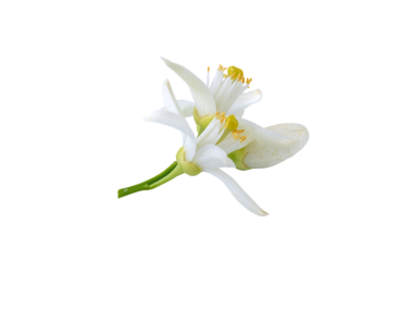 Portakal ağacı çiçek demeti, saydam png 'yi izole etti. Beyaz turuncu narenciye çiçekleri ve tomurcukları. Fleur d 'oranger çiçek açtı.