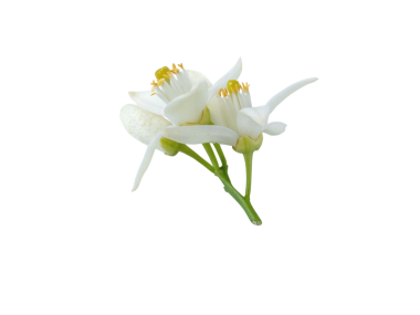 Neroli çiçek demeti, saydam png 'yi izole etti. Beyaz turuncu narenciye çiçekleri ve tomurcukları. Fleur d 'oranger çiçek açtı.