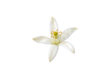 Portakal ağacı çiçeği şeffaf png izole edilmiş. Beyaz kalamondin narenciye çiçeği. Fleur d 'oranger çiçek açtı.