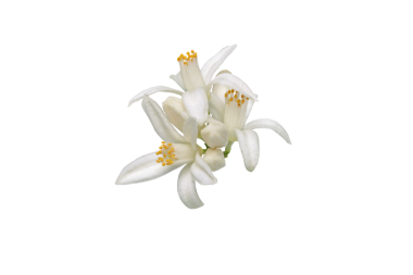 Portakal ağacı, şeffaf png olarak izole edilir. Beyaz kalamondin narenciye çiçekleri ve tomurcukları. Fleur d 'oranger çiçeği.