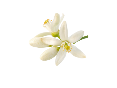 Portakal ağacı çiçekleri ve tomurcukları saydam png 'ler halinde izole edilmiş. Beyaz turuncu narenciye çiçeği. Fleur d 'oranger çiçek açtı.