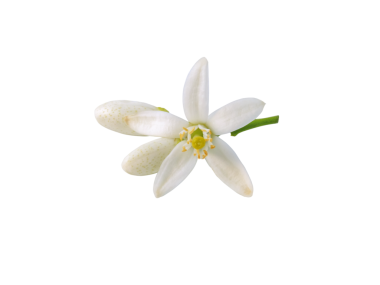 Portakal ağacı çiçeği ve tomurcukları şeffaf png. Beyaz turuncu narenciye çiçeği. Fleur d 'oranger çiçek açtı.