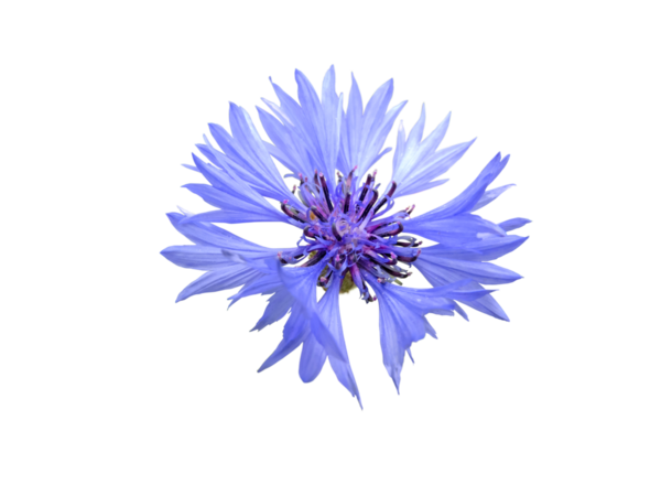 Çiçek ya da bekarlığa veda düğmesi. Mavi çiçek, şeffaf png. Centaurea siyanus çiçekli çiçek başlığı.