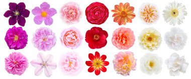 Çiçekler beyaz üzerine izole üst görünüm ayarladı. Farklı renkler çiçek açar. Gül, kamelya, klematis, gardenya, yıldız çiçeği, gerbera, siğil veya pembe kaya gülü
