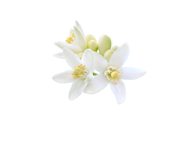 Portakal ağacı çiçekleri kapalı kapalı kapalı şeffaf png. Neroli çiçeği. Beyaz narenciye ağacı çiçek açmış makro.