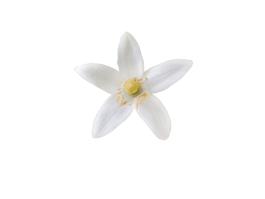 Portakal ağacı çiçeği, kapalı kapalı şeffaf png. Neroli çiçeği. Beyaz narenciye ağacı çiçek açmış makro.