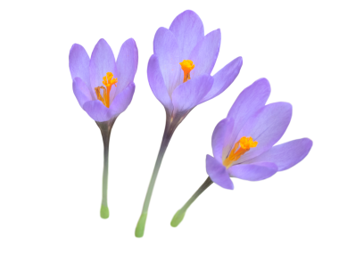 Crocus mor çiçekleri izole edilmiş şeffaf png oluşturur. Kolsiyum çiçekli bitki. Parlak turuncu keklerle çiçek açar