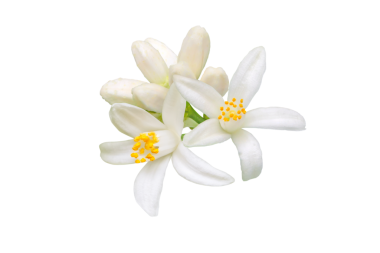 Portakal ağacı çiçekleri ve tomurcukları saydam png 'ler halinde izole edilmiş. Beyaz kalamondin narenciye çiçeği. Fleur d 'portakal çiçeği. Neroli kokulu çiçek. Güzel Azahar çiçekli dal.