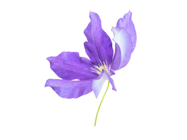 Mor klematis çiçeği yakın çekim izole şeffaf png. Sığ odaklanma. Clematis Jackmanii rüzgar tarafında sallanıyor..