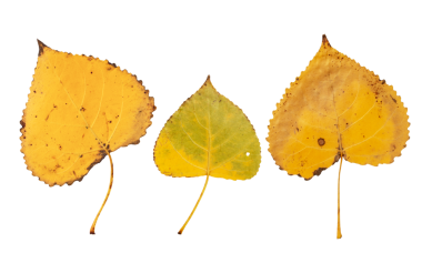 Populus nigra ya da siyah kavak ağacı sarı yaprakları izole şeffaf png oluşturur. Abaxial yüzey ya da sonbahar yapraklarının alt tarafı.