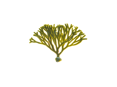 Kadife boynuz veya kodyum tomentosum yosunları saydam png izole edilmiş. Sünger yosunları.