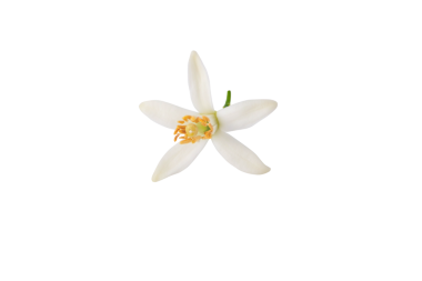 Portakal ağacı çiçeği. Beyaz taç yaprakları ve sarı keklikler. Neroli güzel kokulu, şeffaf bir çiçek..