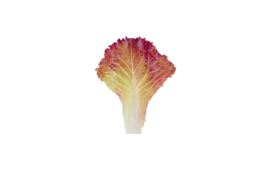 Mor yeşil salata yaprağı, şeffaf png. Lactuca sativa yaprağı sebzesi.