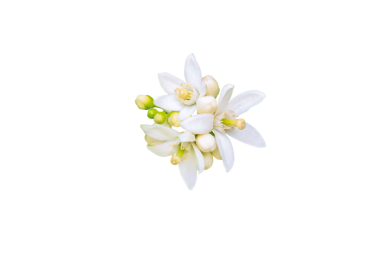 Neroli çiçeği. Portakal ağacı beyaz çiçekleri ve tomurcukları saydam png demetini izole eder. Citrus çiçeği.