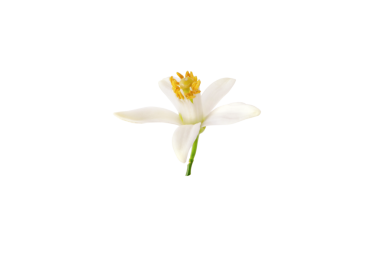 Portakal ağacı çiçeği, yakın plan. Beyaz taç yaprakları ve sarı keklikler. Neroli güzel kokulu, şeffaf bir çiçek..