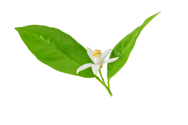 Portakal ağacı çiçeği. Beyaz çiçek ve yeşil yapraklar. Neroli kokulu çiçek, şeffaf bir png..