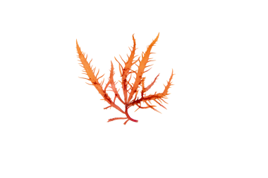 Calliblepharis jubata kırmızı yosunları saydam png izole edildi. Kızıl deniz yosunu.