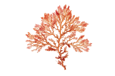 Kızıl deniz yosunu ya da rodophyta dalı saydam png izole edilmiş. Kırmızı algler.