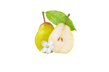 Rocha armudu ve yalıtılmış meyveler. Sarı yeşil benekli meyve, tohum, yaprak ve çiçekle yarısı kesilmiş..