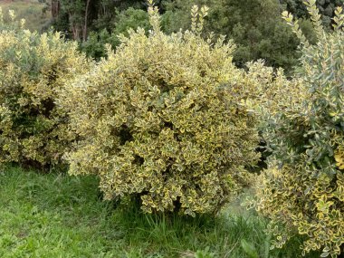 Metrosideros excelsa variegata hedge. Bahçede çeşitli yaprakları olan budanmış demir ağacı çalıları. Yeni Zelanda Noel Ağacı kompakt ekimi. Pohutukawa sarı küre bitkiler..