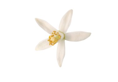 Portakal ağacı çiçeği makrosu. Beyaz taç yaprakları ve sarı keklikler. Neroli kokulu çiçek beyazı izole eder..