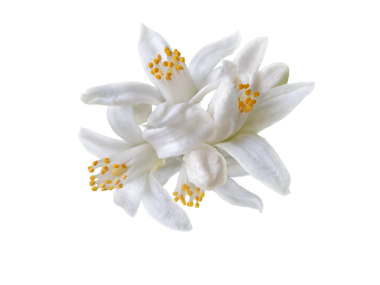 Beyaz narenciye çiçeği demeti kapalı, şeffaf png. Beyaz portakal ağacı çiçekleri ve tomurcukları. Kalamondin çiçek açtı..