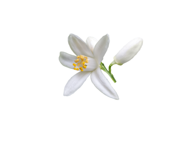 Beyaz portakal ağacı çiçeği ve tomurcukları saydam png demetini izole eder. Calamondin çiçeği. Citrus çiçeği.