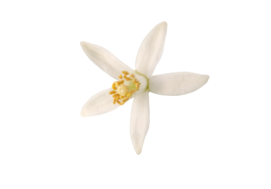 Portakal ağacı çiçeği makrosu. Beyaz taç yaprakları ve sarı keklikler. Neroli kokulu çiçek, izole edilmiş şeffaf png.