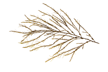 Düğümlenmiş yosun ya da ascophyllum nodosum kahverengi yosun dalı şeffaf png