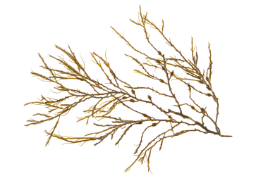 Ascophyllum nodosum kahverengi yosun ya da düğüm yosun dalı şeffaf png