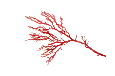 Rodophyta. Kırmızı yosun dalı şeffaf png izole edildi.