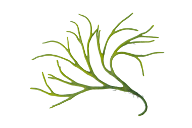 Kodyum tomentosum veya kadife boynuz veya sünger otu yeşil alg dalı izole edilmiş saydam png.