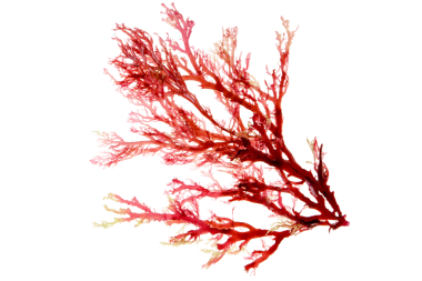 Kırmızı yosun ya da yosun dalı saydam png izole edildi