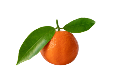 Mandalina portakalı ya da yeşil yapraklı olgun meyveli yalıtılmış şeffaf png. Citrus reticulata.