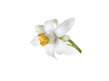 Portakal ağacı beyaz çiçeği ve tomurcukları saydam png. Citrus çiçeği. Çiçek açan neroli.