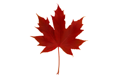 Kırmızı sonbahar renkli Kanada akçaağaç yaprağı şeffaf png 'yi izole etti. Kanada sembolü.