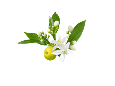 Beyaz kokulu çiçekleri, tomurcukları, yaprakları ve yalıtılmış meyveleri olan portakal ağacı dalı. Neroli çiçeği..