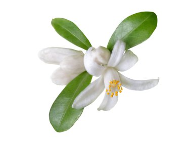 Orange tree flowers and buds bunch with green leaves closeup isolated on white. White citrus blossom macro. Calamondin bloom. clipart