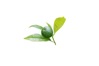 Yapraklı portakal ağacı dalı ve yeşil olgunlaşmamış meyve yalıtılmış şeffaf png