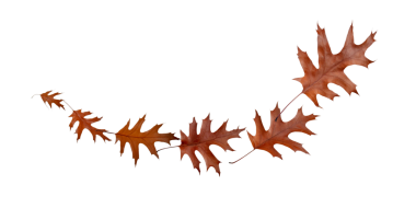 Uçan kahverengi meşe yaprakları şeffaf png dalgalarını izole eder. Sonbaharın sonu.