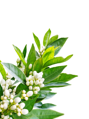 Köşede, şeffaf olmayan portakal ağacı dalları var. Neroli çiçeği. Beyaz tomurcuklar ve yeşil yapraklar.