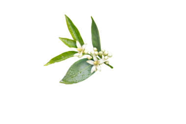 Neroli çiçeği. Beyaz kokulu çiçekleri, tomurcukları ve izole edilmiş şeffaf png yaprakları olan portakal ağacı dalı. 