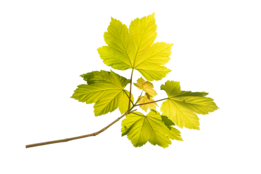 Taze yeşil yapraklı akçaağaç dalı, şeffaf png