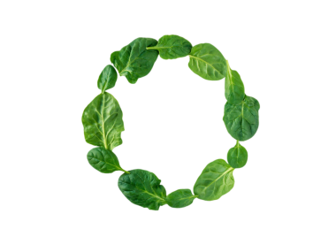 Yuvarlak yeşil ıspanak çelengi üst görünüm izole edilmiş şeffaf png