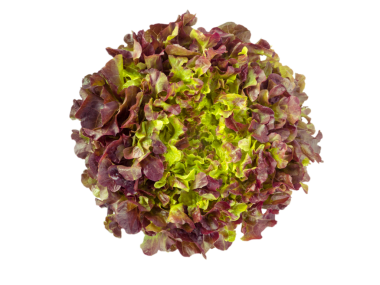 Kırmızı meşe yaprağı marul salatası baş üst görünüm izole şeffaf png